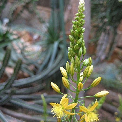 Bulbine alooides unspecified picture