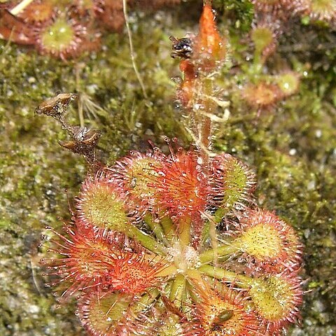 Drosera kaieteurensis unspecified picture