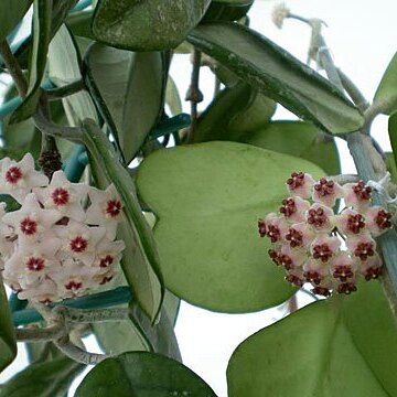 Hoya kerrii unspecified picture