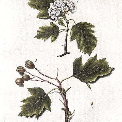Sorbus torminalis unspecified picture
