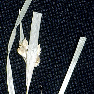 Carex abscondita unspecified picture
