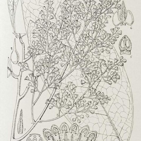 Beilschmiedia caudata unspecified picture