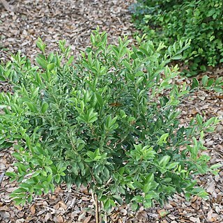 Schaefferia frutescens unspecified picture