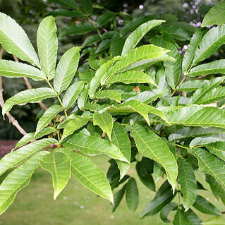 Fraxinus platypoda unspecified picture