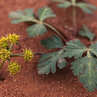 Cymopterus newberryi unspecified picture