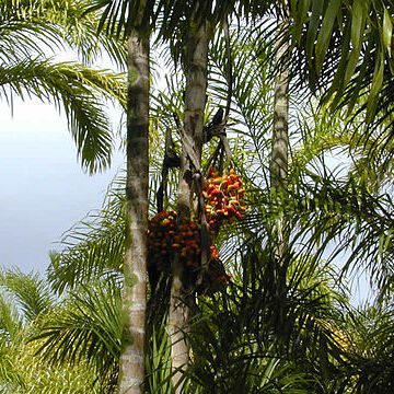 Bactris unspecified picture