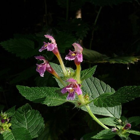 Galeopsis unspecified picture