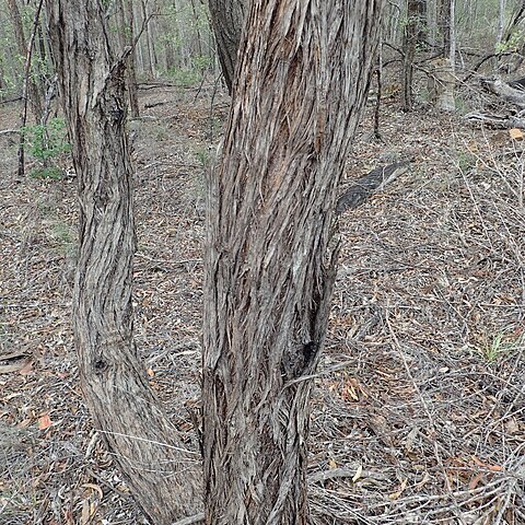 Eucalyptus helidonica unspecified picture