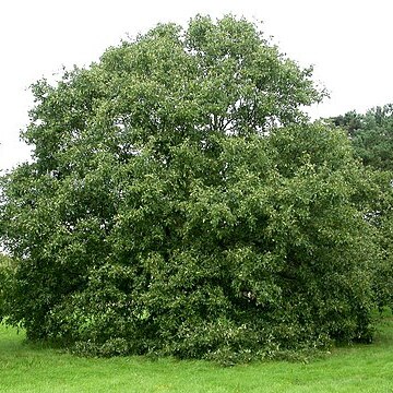 Quercus libani unspecified picture