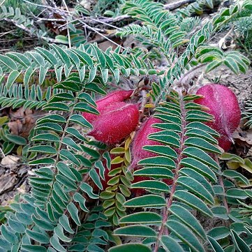 Astragalus utriger unspecified picture