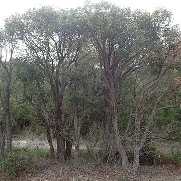 Eucalyptus staeri unspecified picture