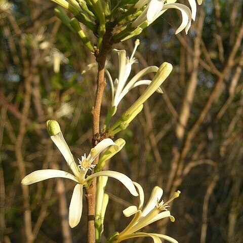 Turraea pubescens unspecified picture