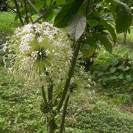 Clerodendrum globuliflorum unspecified picture