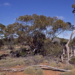 Eucalyptus articulata unspecified picture