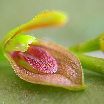 Acianthera marumbyana unspecified picture