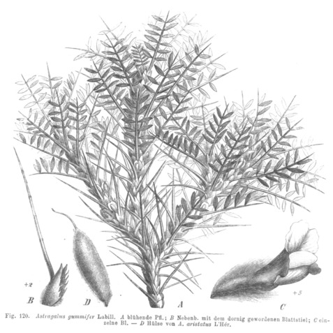 Astragalus gummifer unspecified picture