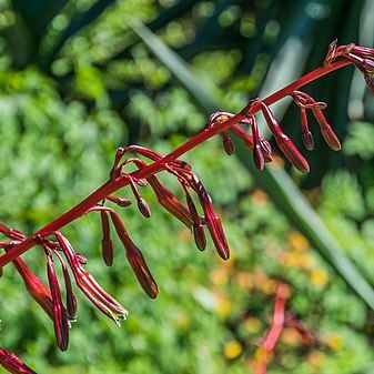 Beschorneria tubiflora unspecified picture