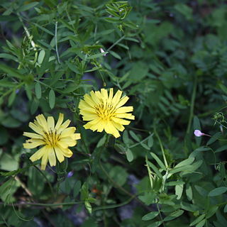 Ixeris stolonifera unspecified picture