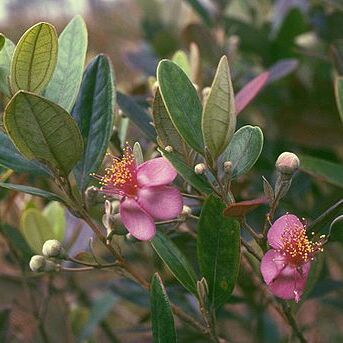Rhodomyrtus unspecified picture
