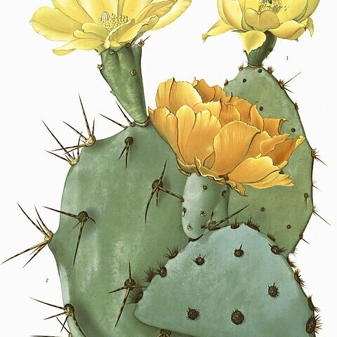 Opuntia aciculata unspecified picture