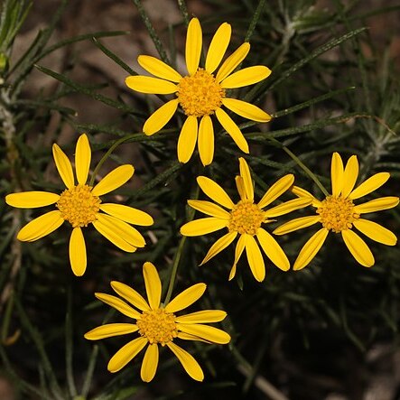 Euryops rehmannii unspecified picture