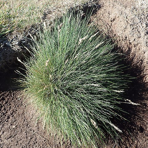 Poa astonii unspecified picture