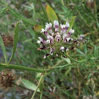 Trifolium obtusiflorum unspecified picture