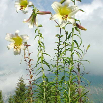 Lilium stewartianum unspecified picture