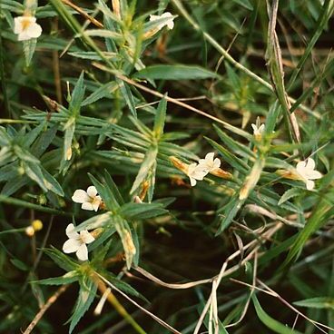 Gratiola unspecified picture