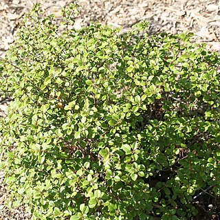 Croton fishlockii unspecified picture