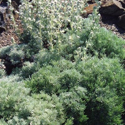 Artemisia alpina unspecified picture