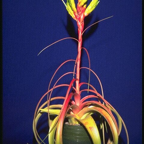 Tillandsia rothii unspecified picture