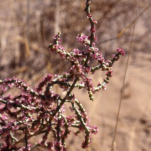 Hammada griffithii unspecified picture
