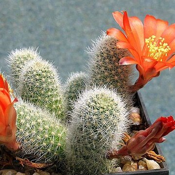 Rebutia fabrisii unspecified picture