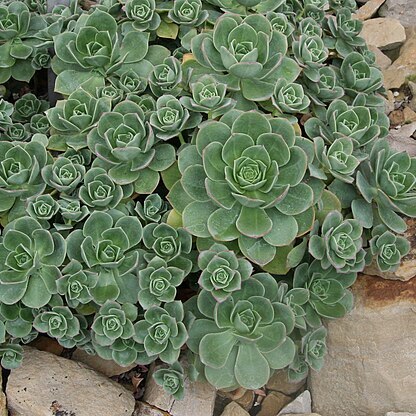Aeonium unspecified picture