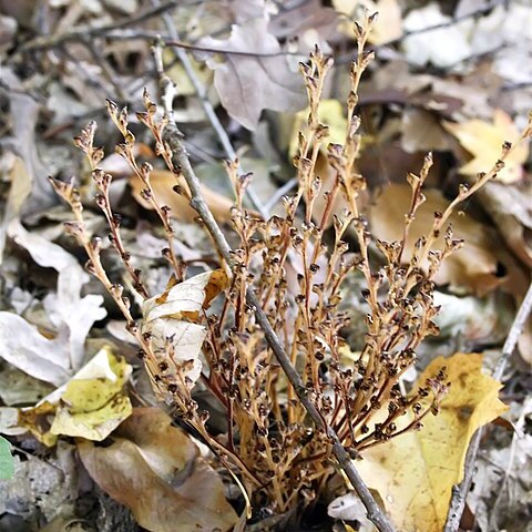Epifagus unspecified picture