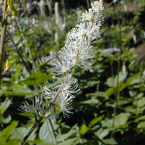 Actaea elata unspecified picture