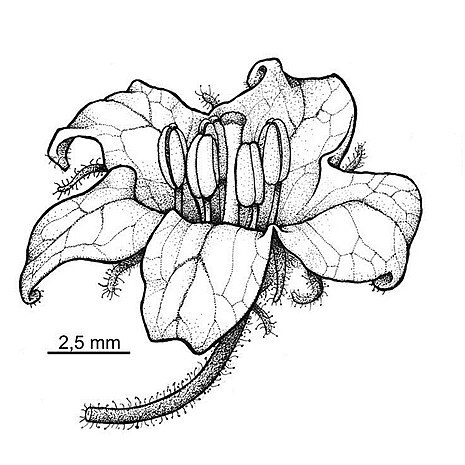 Capsicum eshbaughii unspecified picture