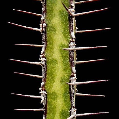 Euphorbia serendipita unspecified picture