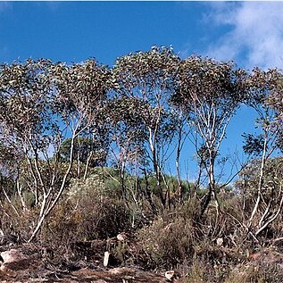 Eucalyptus flindersii unspecified picture