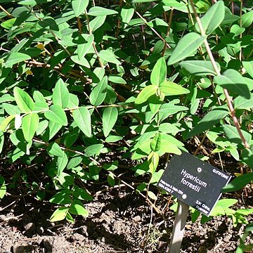 Hypericum forrestii unspecified picture