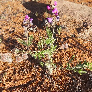 Swainsona villosa unspecified picture