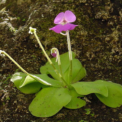 Pinguicula elizabethiae unspecified picture
