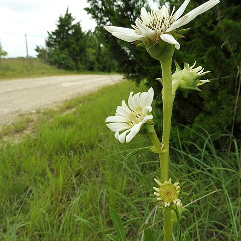 Silphium albiflorum unspecified picture