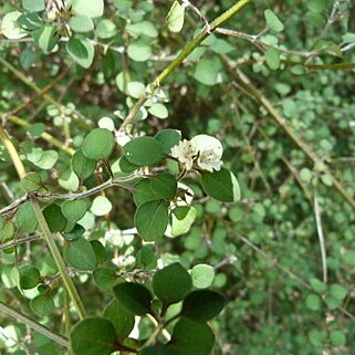 Teucridium unspecified picture
