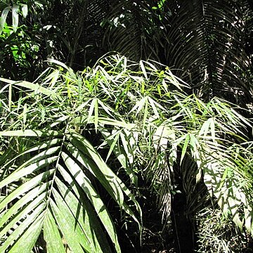 Rhipidocladum unspecified picture