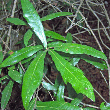 Quercus hemisphaerica unspecified picture