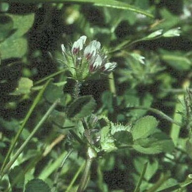Trifolium trichocalyx unspecified picture