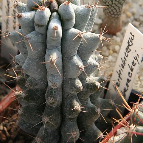 Stenocereus beneckei unspecified picture