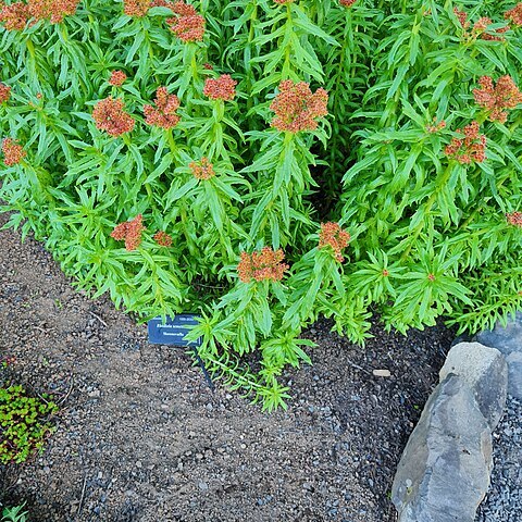 Rhodiola semenovii unspecified picture